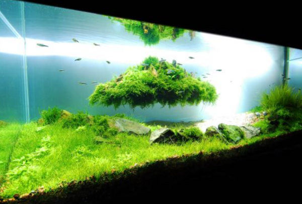 Aquarium modern dan canggih dengan tampilan aquatic garden